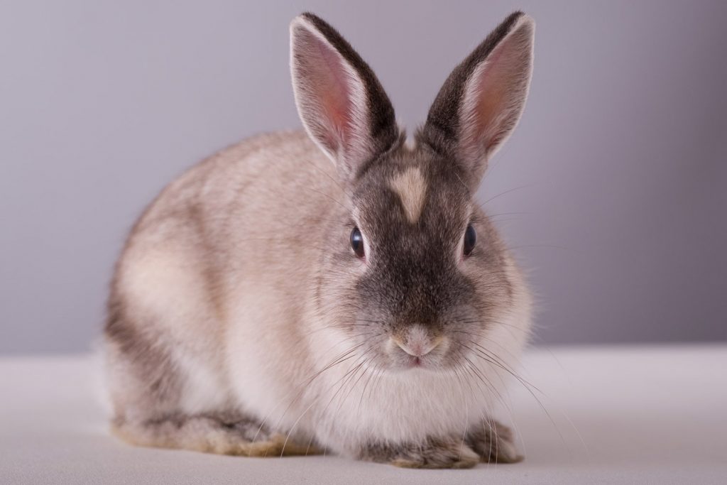 Pet bunny rabbits destroy household items worth £50 million a year
