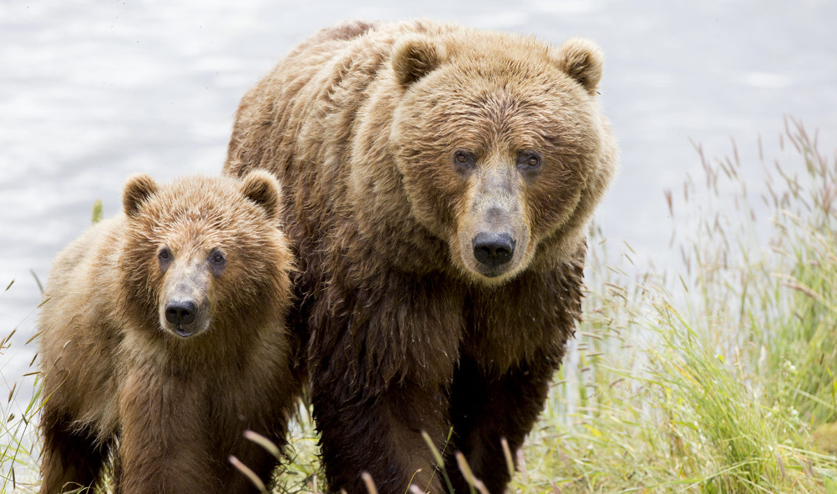 Brown-Bears.jpg