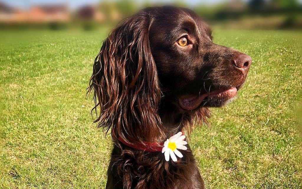 Jasper the working cocker spaniel trained to sniff out coronavirus