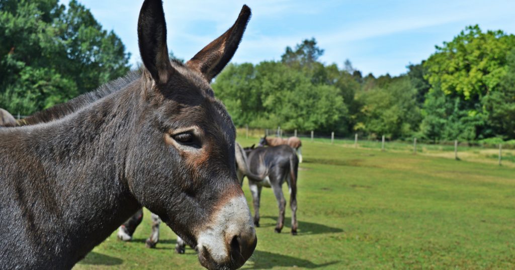 donkeys-1024x538.jpg